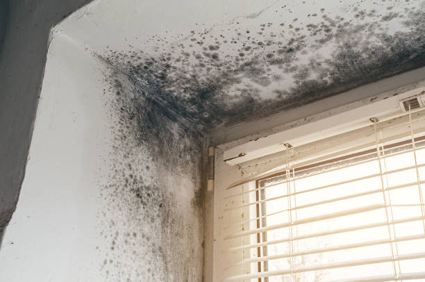 Affordable Commercial Mold Remediation solutions in Woodcliff Lake, NJ
